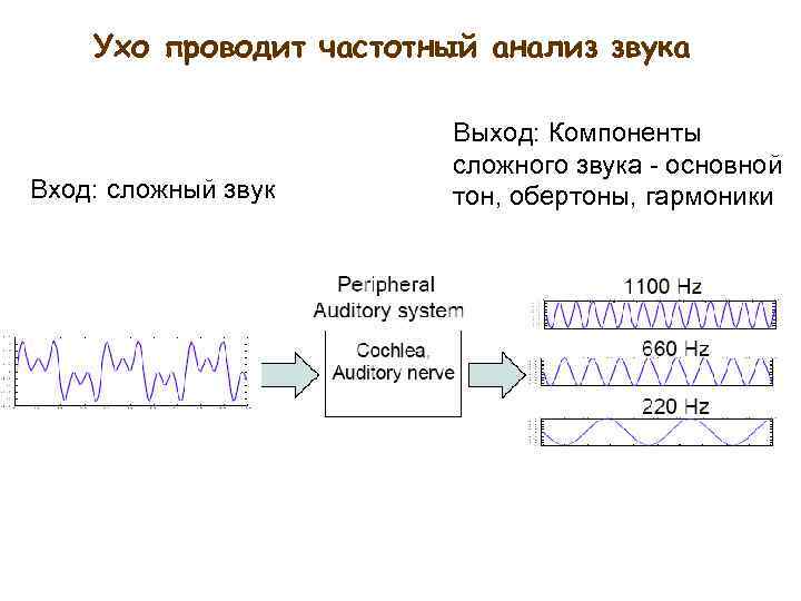 Ухо проводит частотный анализ звука Вход: сложный звук Выход: Компоненты сложного звука - основной