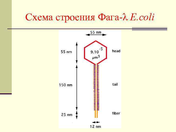 Схема строения Фага-λ E. coli 