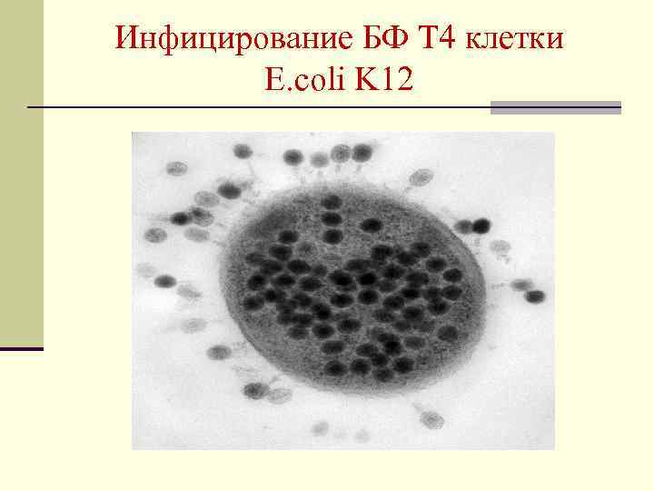 Инфицирование БФ Т 4 клетки E. coli K 12 