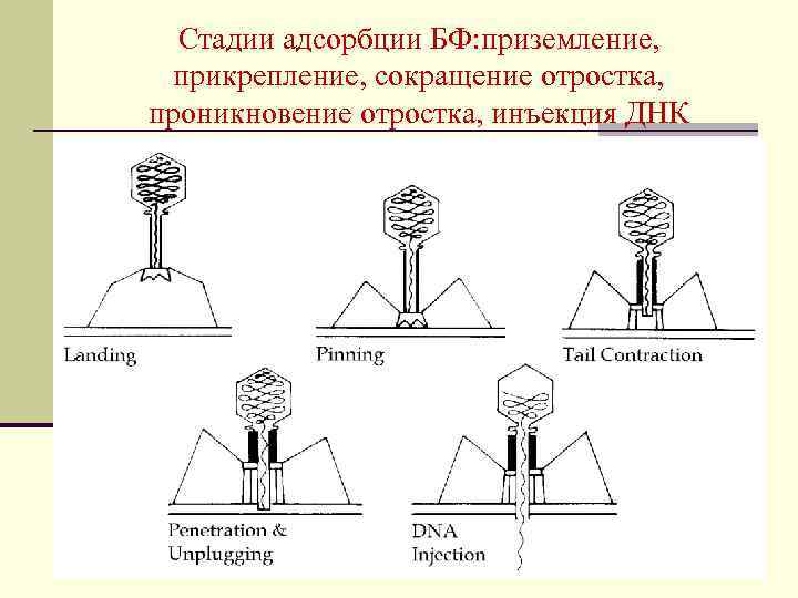 Стадии адсорбции БФ: приземление, прикрепление, сокращение отростка, проникновение отростка, инъекция ДНК 