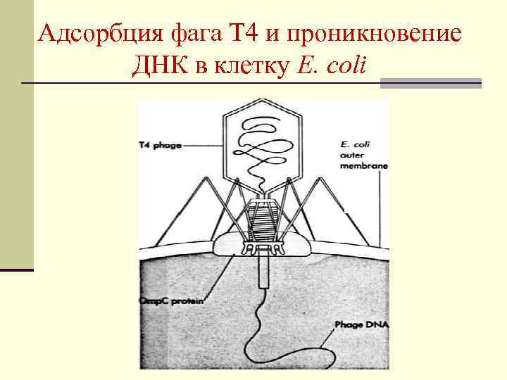 Адсорбция фага Т 4 и проникновение ДНК в клетку E. coli 