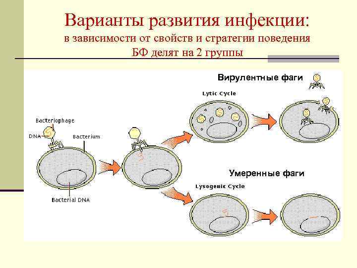 Варианты развития инфекции: в зависимости от свойств и стратегии поведения БФ делят на 2