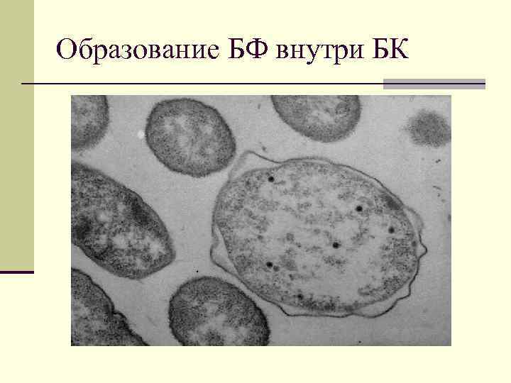 Образование БФ внутри БК 