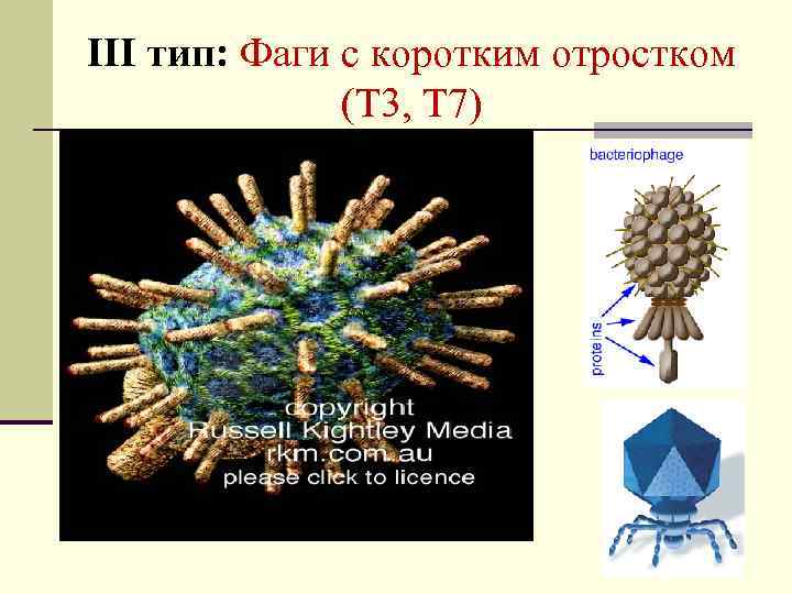 III тип: Фаги с коротким отростком (Т 3, Т 7) 