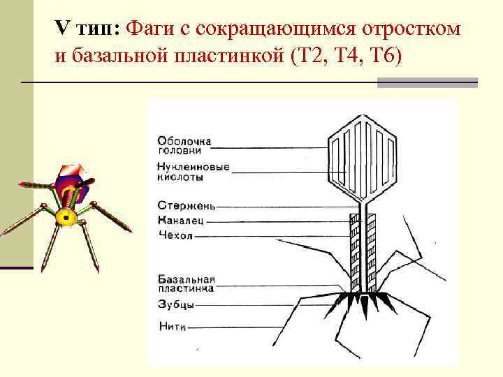 V тип: Фаги с сокращающимся отростком и базальной пластинкой (Т 2, Т 4, Т