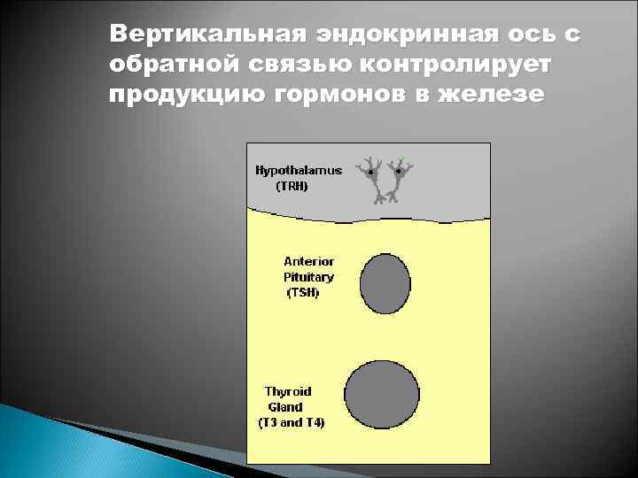 Вертикальная эндокринная ось с обратной связью контролирует продукцию гормонов в железе 