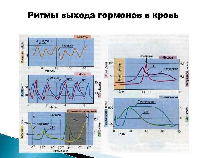 Ритмы выхода гормонов в кровь 