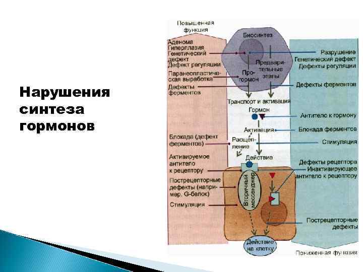 Нарушения синтеза гормонов 