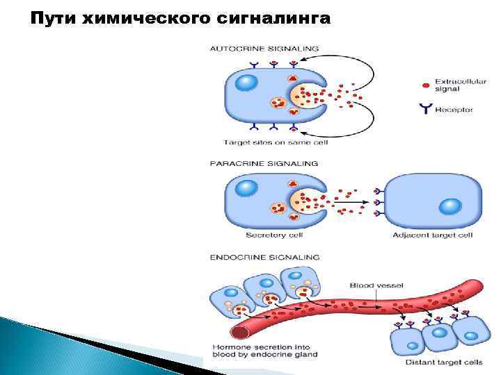 Пути химического сигналинга 