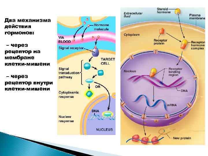 Два механизма действия гормонов: – через рецептор на мембране клетки-мишени – через рецептор внутри