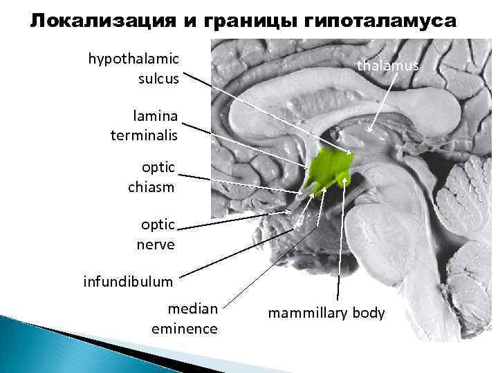 Локализация и границы гипоталамуса hypothalamic sulcus thalamus lamina terminalis optic chiasm optic nerve infundibulum