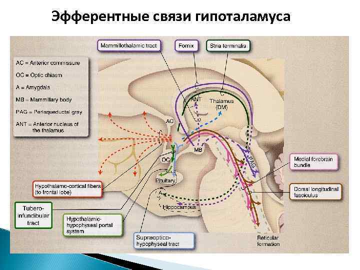 Эфферентные связи гипоталамуса 