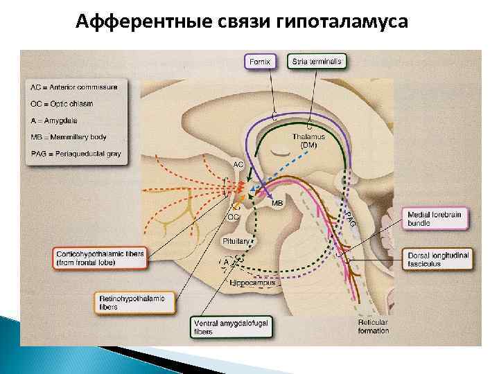 Афферентные и эфферентные пути. Афферентные связи гипоталамуса. Афферентные пути гипоталамуса. Афферентный путь и эфферентный путь. Проводящие пути гипоталамуса.