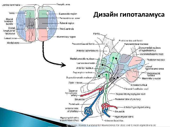 Дизайн гипоталамуса 