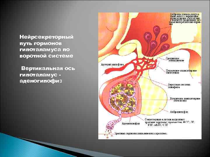 Нейрсекреторный путь гормонов гипоталамуса по воротной системе Вертикальная ось гипоталамус аденогипофиз 