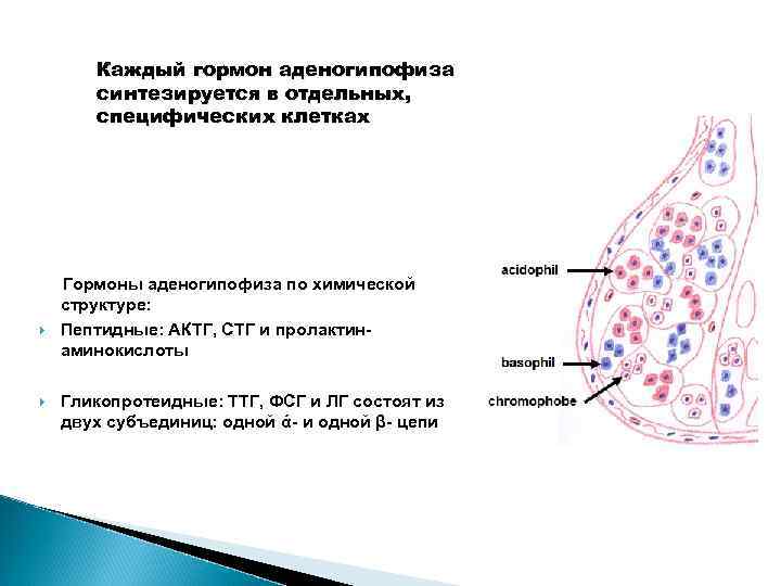 Каждый гормон аденогипофиза синтезируется в отдельных, специфических клетках Гормоны аденогипофиза по химической структуре: Пептидные: