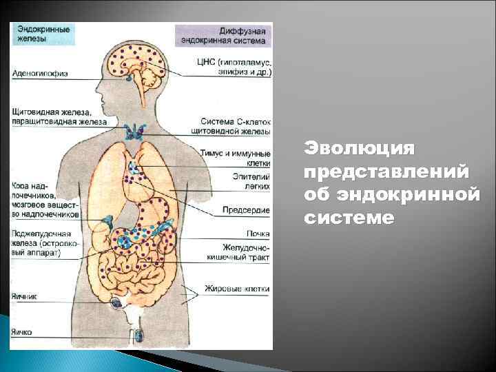 Диффузная эндокринная. Эндокринная система. Эндокринная система человека схема. Нейроэндокринная система. Диффузная эндокринная система.
