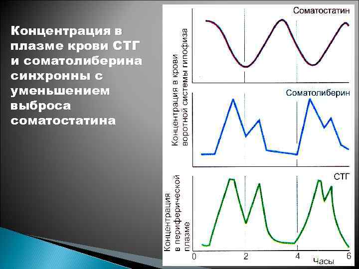 Концентрация в плазме крови СТГ и соматолиберина синхронны с уменьшением выброса соматостатина 