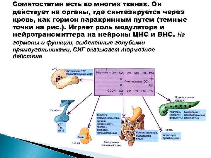 Соматостатин есть во многих тканях. Он действует на органы, где синтезируется через кровь, как