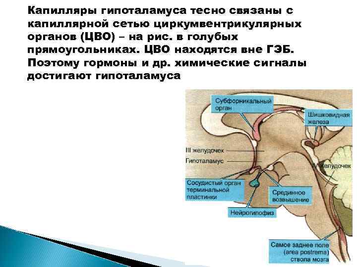 Капилляры гипоталамуса тесно связаны с капиллярной сетью циркумвентрикулярных органов (ЦВО) – на рис. в