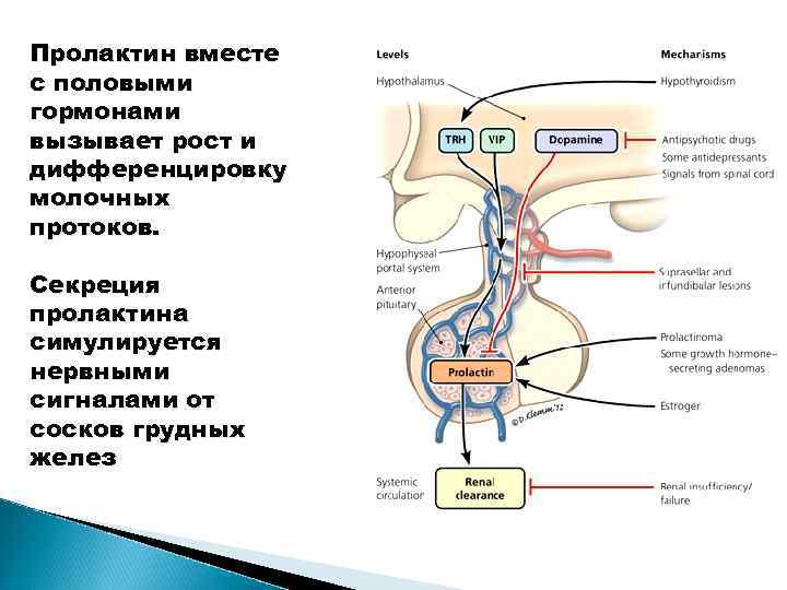 Пролактин вместе с половыми гормонами вызывает рост и дифференцировку молочных протоков. Секреция пролактина симулируется