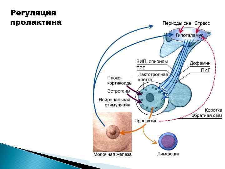 Регуляция пролактина 