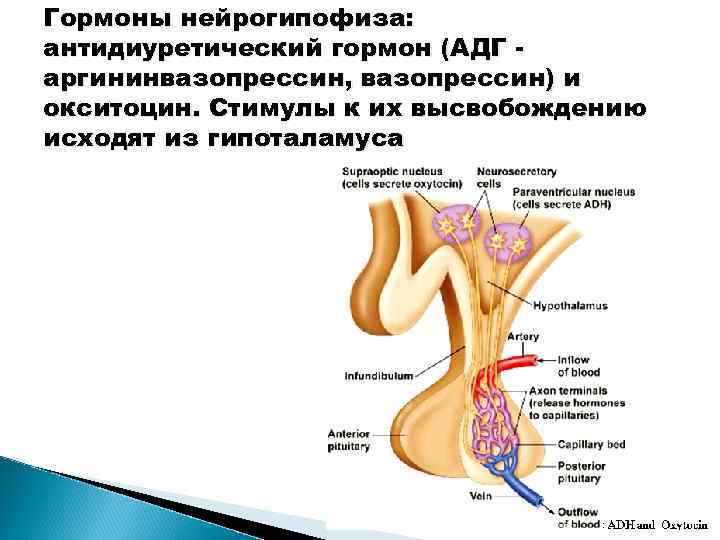 Гормоны нейрогипофиза: антидиуретический гормон (АДГ аргининвазопрессин, вазопрессин) и окситоцин. Стимулы к их высвобождению исходят