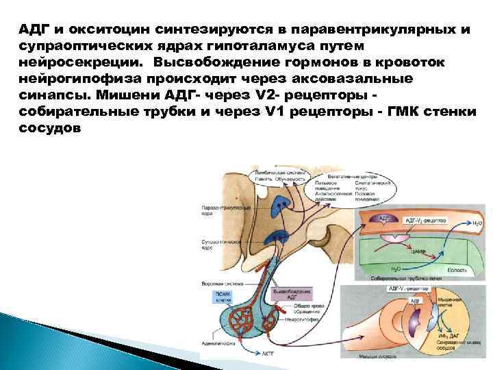 АДГ и окситоцин синтезируются в паравентрикулярных и супраоптических ядрах гипоталамуса путем нейросекреции. Высвобождение гормонов