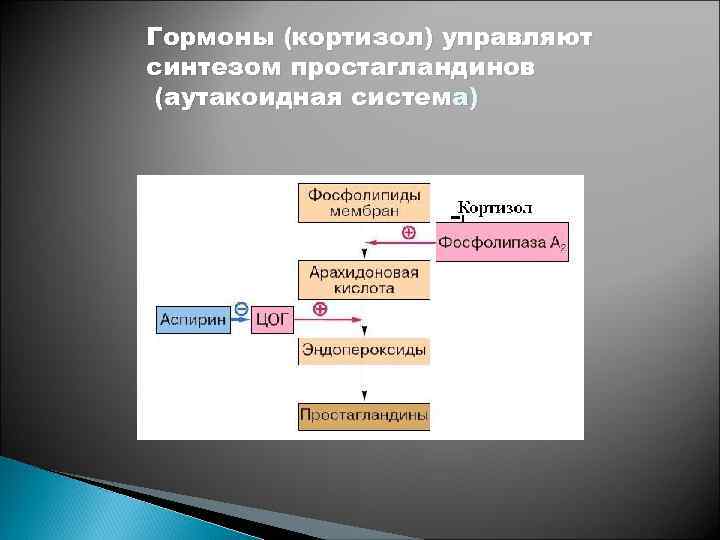 Гормоны (кортизол) управляют синтезом простагландинов (аутакоидная система) 