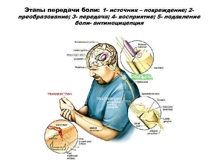 Стадии боли. Механизм восприятия боли схема. Этапы восприятия боли. Физиология боли. Механизм передачи боли физиология.