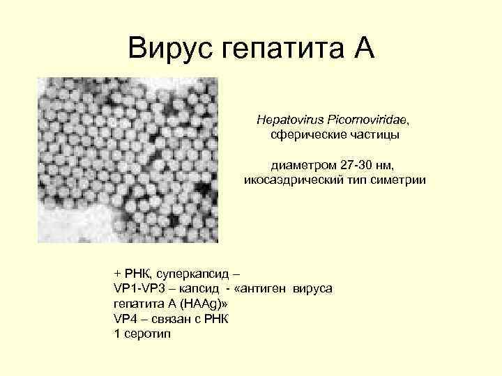 Вирус гепатита А Hepatovirus Picornoviridae, сферические частицы диаметром 27 -30 нм, икосаэдрический тип симетрии