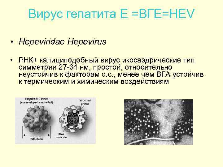 Вирус гепатита Е =ВГЕ=HEV • Hepeviridae Hepevirus • РНК+ калициподобный вирус икосаэдрические тип симметрии