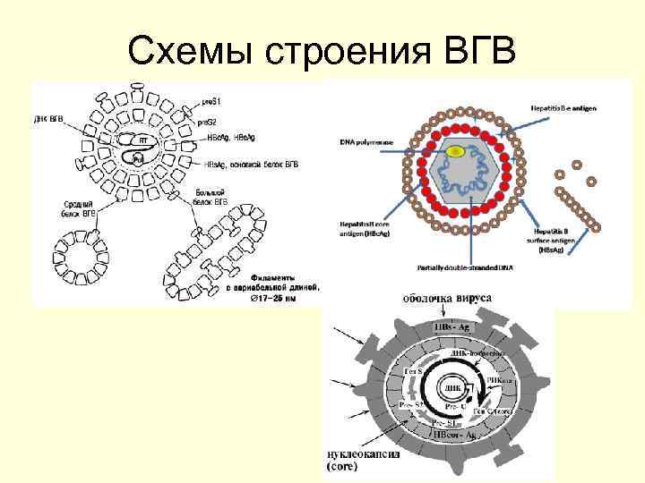 Схемы строения ВГВ 