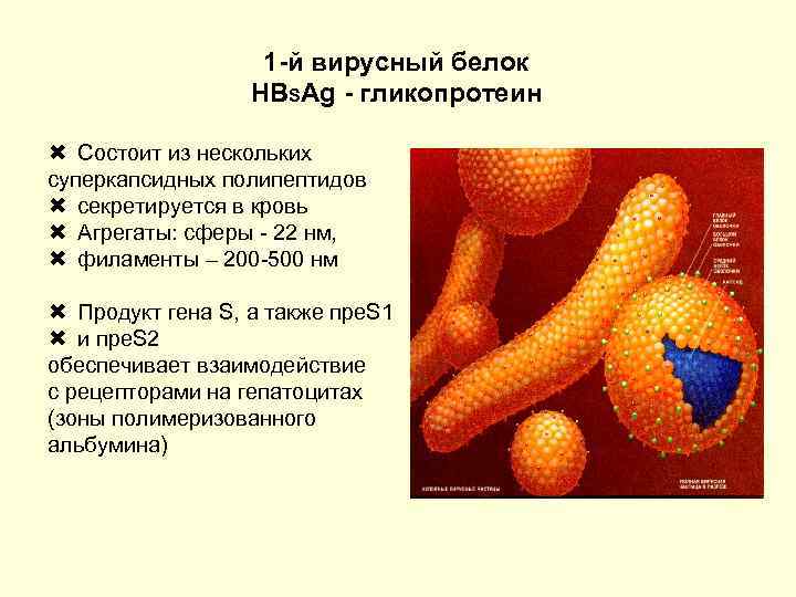 1 -й вирусный белок HBSAg - гликопротеин Состоит из нескольких суперкапсидных полипептидов секретируется в