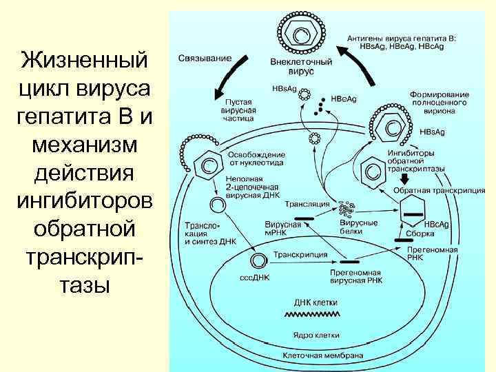 Жизненный цикл вируса гепатита В и механизм действия ингибиторов обратной транскриптазы 