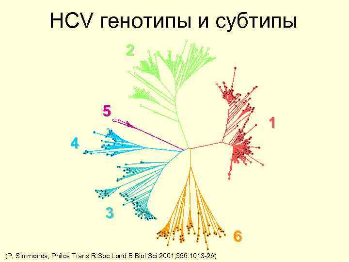HCV генотипы и субтипы 2 5 1 4 3 6 (P. Simmonds, Philos Trans