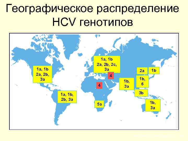 Географическое распределение HCV генотипов 1 a, 1 b 2 a, 2 b, 2 c,