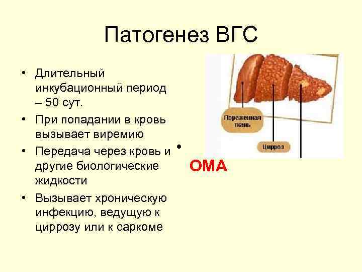 Патогенез ВГС • Длительный инкубационный период – 50 сут. • При попадании в кровь
