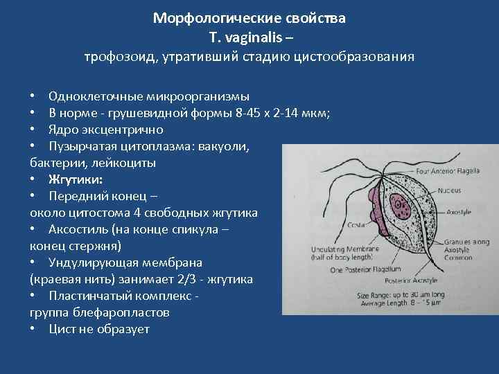 Морфологические свойства T. vaginalis – трофозоид, утративший стадию цистообразования • Одноклеточные микроорганизмы • В