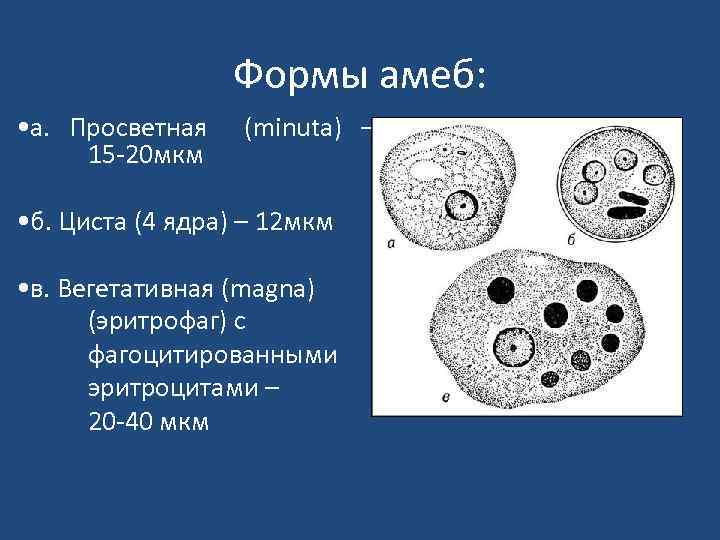 Какое значение в жизни простейших имеют цисты. Дизентерийная амеба строение. Дизентерийная амеба возбудитель. Малая вегетативная форма дизентерийной амебы. Строение цисты дизентерийной амебы.