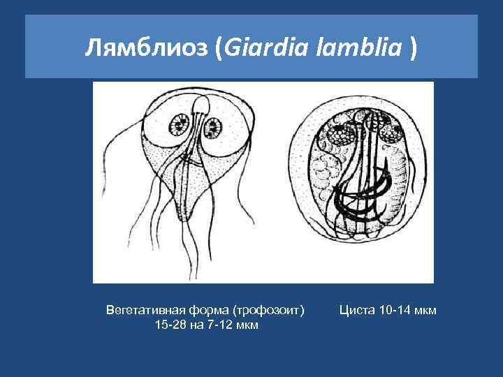 Лямблиоз (Giardia lamblia ) Вегетативная форма (трофозоит) 15 -28 на 7 -12 мкм Циста