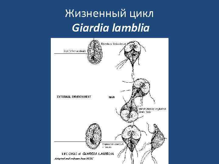Жизненный цикл Giardia lamblia 