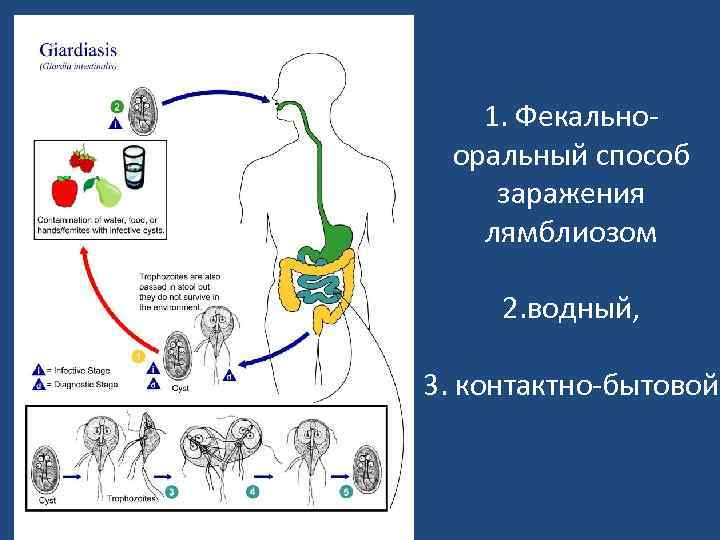 1. Фекальнооральный способ заражения лямблиозом 2. водный, 3. контактно-бытовой 