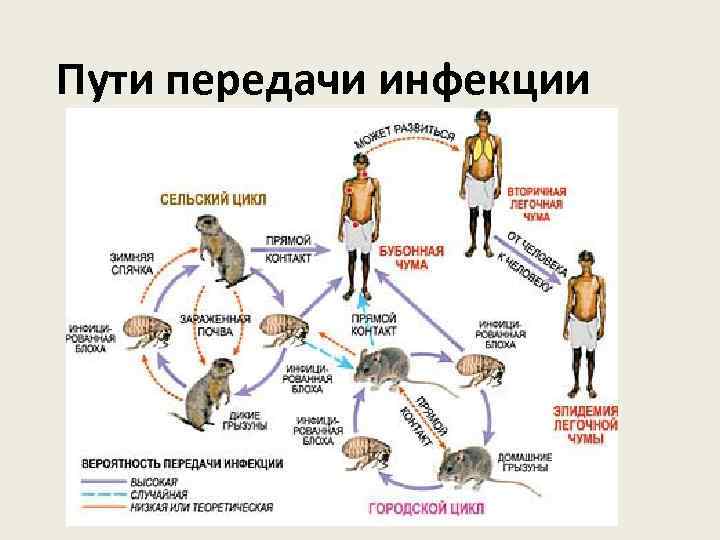 Пути передачи инфекции 