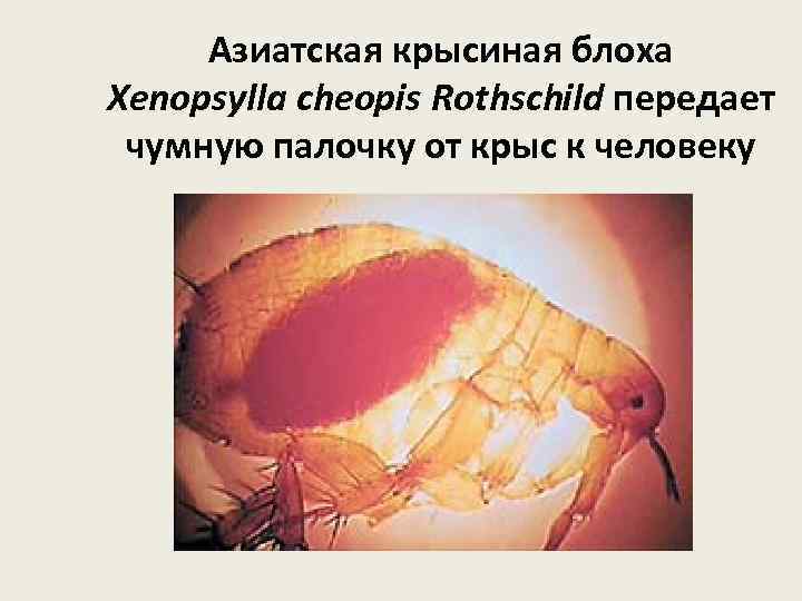 Азиатская крысиная блоха Xenopsylla cheopis Rothschild передает чумную палочку от крыс к человеку 