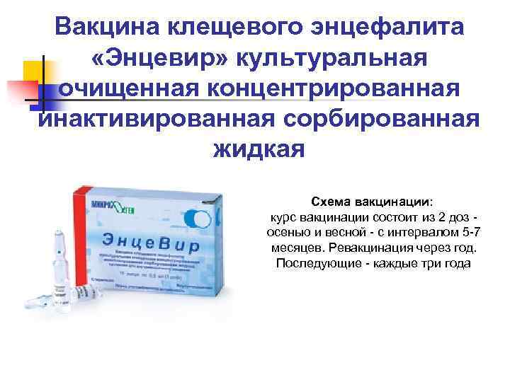 Вакцина клещевого энцефалита «Энцевир» культуральная очищенная концентрированная инактивированная сорбированная жидкая Схема вакцинации: курс вакцинации