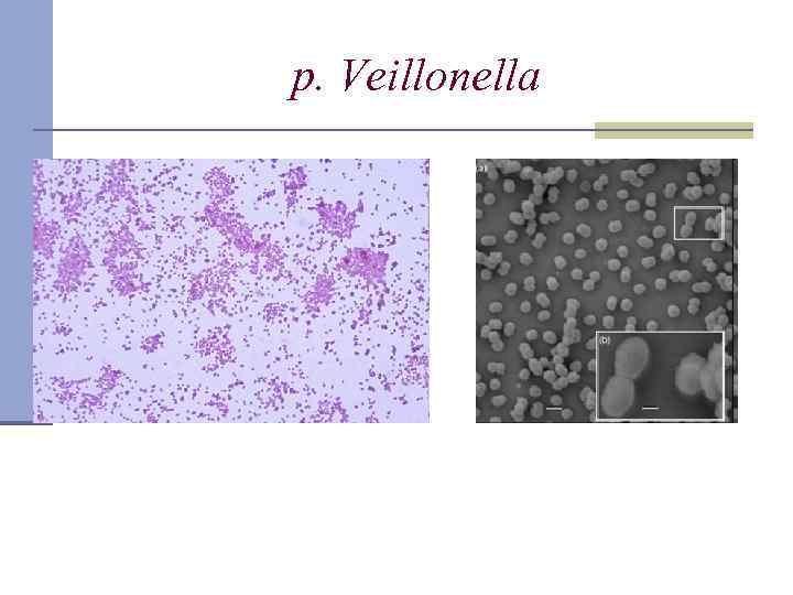 p. Veillonella 