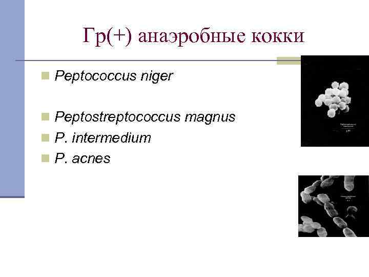 Гр(+) анаэробные кокки n Peptococcus niger n Peptostreptococcus magnus n P. intermedium n P.