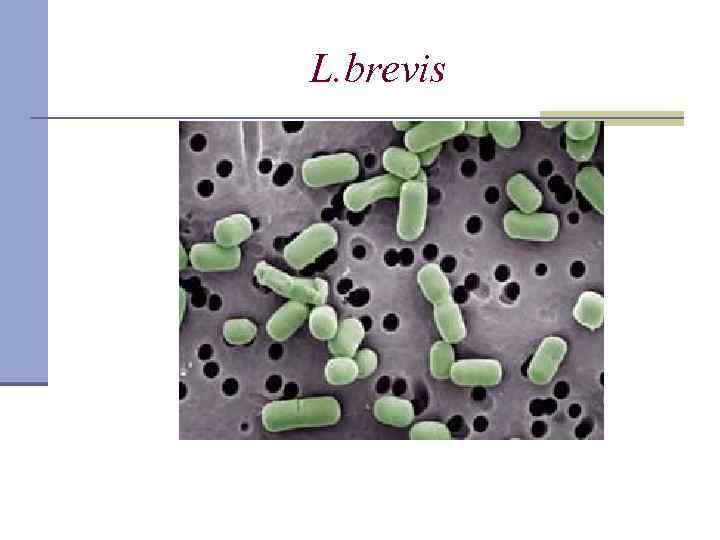 L. brevis 