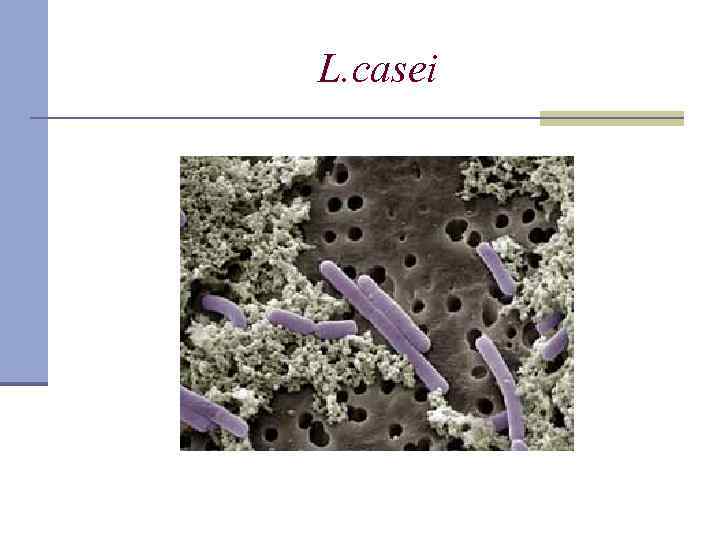 L. casei 